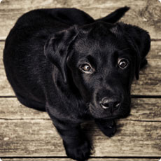 小黑ddos压力测试平台